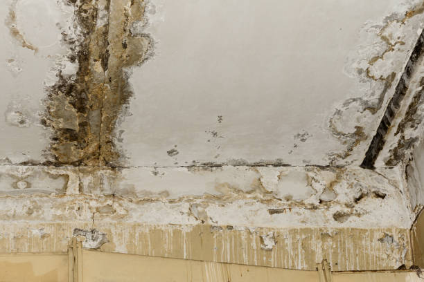 Trusted Pocono Ranch Lands, PA Mold Removal Experts