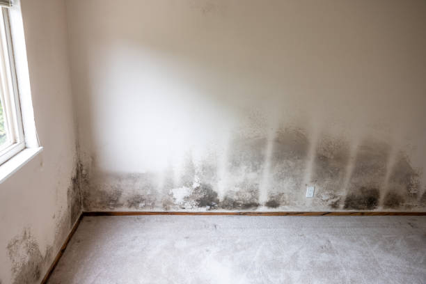 Environmental Consulting for Mold Prevention in Pocono Ranch Lands, PA
